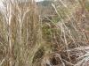 2010 Nualolo Cliff Trail grass-thumb.jpg